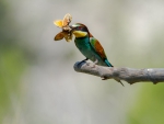 * Bee-eater *