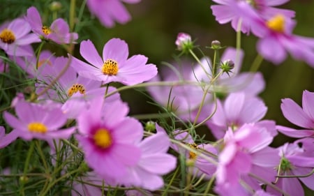 To lovers violet - flowers, violet, purple, beautiful