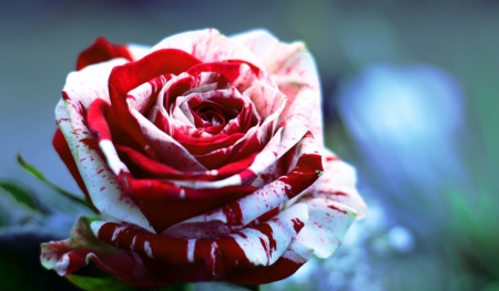 Beautiful Rose - bloom, white, beautiful, red, rose