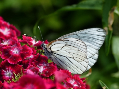 Butterfly Kisses - nature, kisses, summer, flowes, butterfly