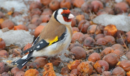 Bird - one, beautiful, colors, bird