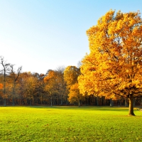 Autumn Trees on Green Grass