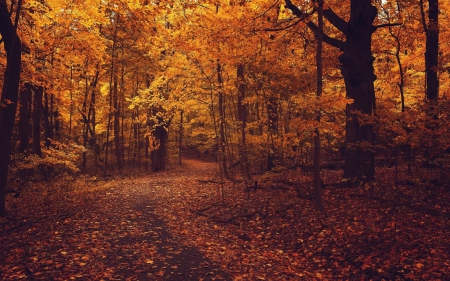 Autumn Forest Road - forest road, nature, autumn, forests