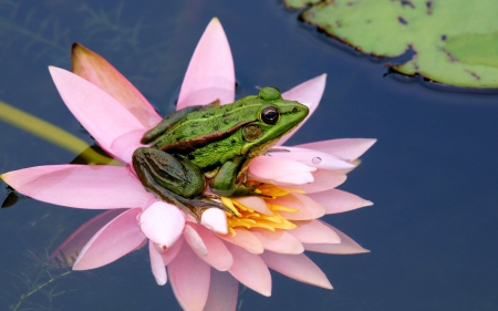 Waterlilly and Visitor - water, nature, green, frog, leave