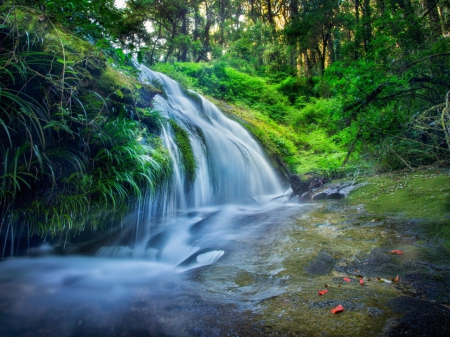 Forest Falls - trees, forests, popular, cascade, stream, waterfalls, wallpaper, waterfall, nature, forest, thailand, river, leaves, stones