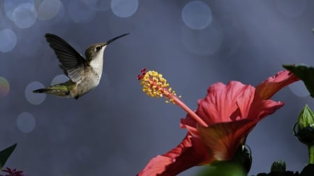 Hummingbird and Hibiscus flower - flowers, birds, animal, hibiscus, hummingbird