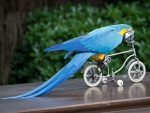 Blue parrot