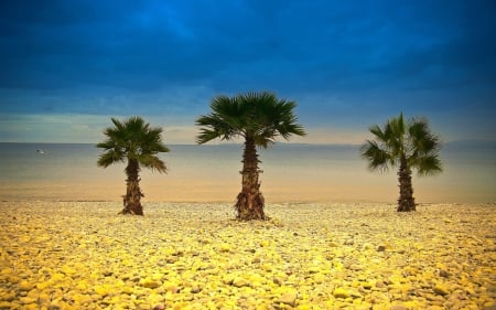 Three palm trees - three, beach, palm trees, sea