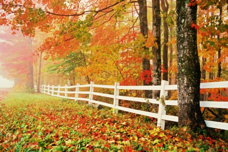 Changing Seasons - fall, fence, trees, leaves, colors, mist