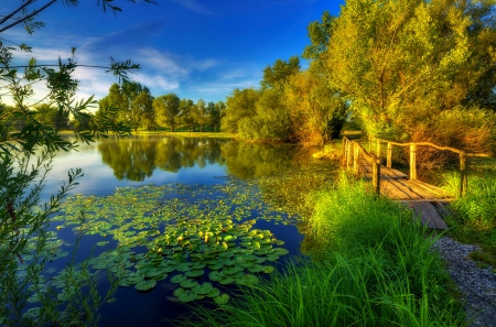 Beauty Morning - lake, trees, beautiful, blue sky, wooden bridge, grass, morning calm