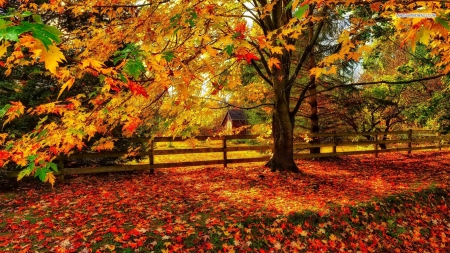 Perfect Colors of Autumn - leaves, fence, autumn, trees