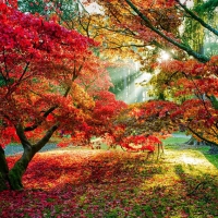 Sun Shining on Autumn Trees