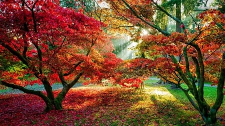 Sun Shining on Autumn Trees