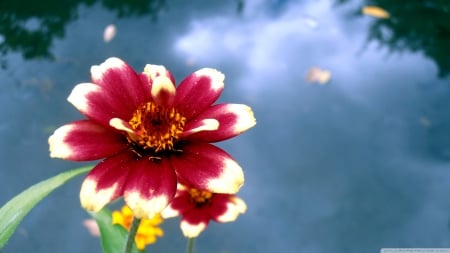 Lovely Red Flower - nature, flowers, one flower, red