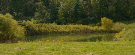 Green with nature - pond, green with nature, relaxing, scenic nature, peaceful, tranquil