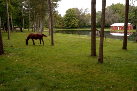 Grazing The Heartland - the heartland, horse country, Grazing The Heartland, country scene, country, farm