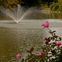 Rose by the pond