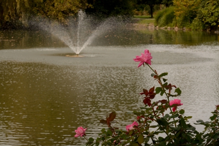 Rose by the pond - backyard, pond, backyard pond, rose, Rose by the pond, pink rose