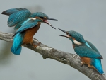 * Kingfishers *