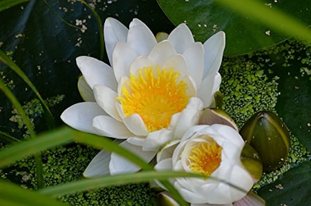 * Water lilies * - flower, lilies, water, flowers, nature