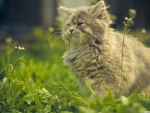 cat eating grass