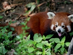 red panda