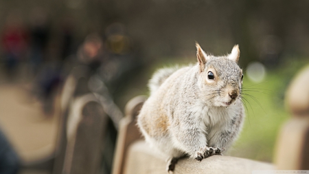 squirrel - furry, cute, squirrel, wood