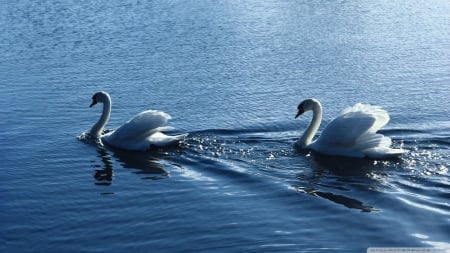 white swans - white, swan, water, bird