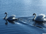 white swans