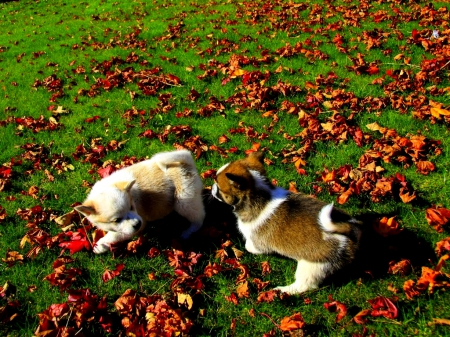 AUTUMN FUN - autumn, play, leaves, field, puppies