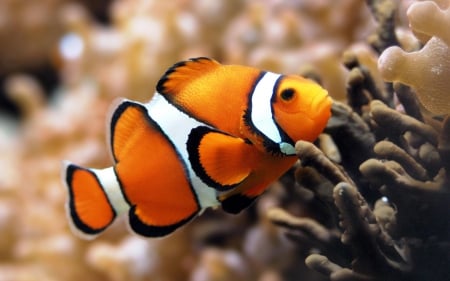 coral reef fish - coral, fish, reef, clown