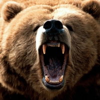 angry bear