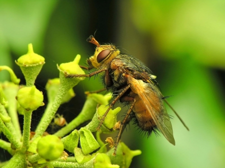 bee - insect, bee, yellow, flower