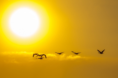 Living in freedom - sky, silhouette, flock, sun, clouds, sunset, birds