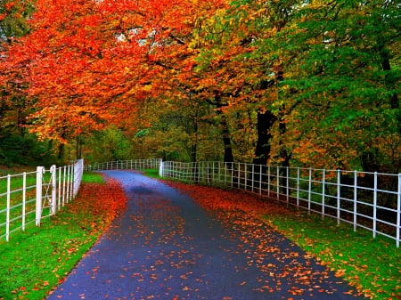 Autumn Splendor - beauty, autumn, trees, parks, colorful, path, road, fall, walk, rosds, fence, park, autumn splendor, nature, fancces, forest, splendor, leaves, colors