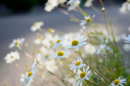 Daisies - nature, autumn, branch, petals, plant, flowers, daisies