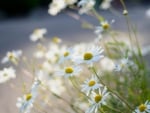 Daisies