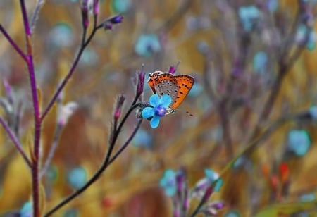 Nature - insect, butterfly, flowers, macro