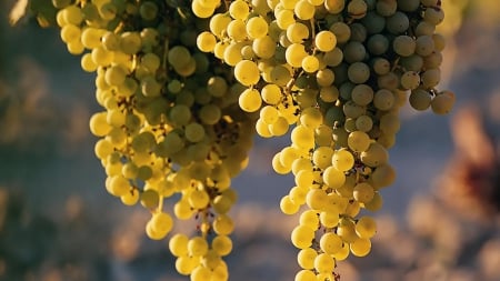 green grapes - bunch, friut, green, grapes