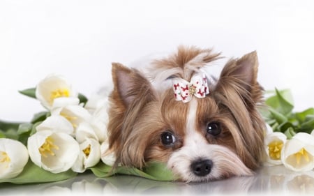 Yorkshire Terrier - adorable, puppy, jorkshire, white, bow, yellow, dog, rest, animal, green, sweet, flowers, cute, yorkshire terrier, flower, terrier