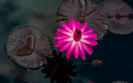 Lotus - lotus, lake, flower, pink