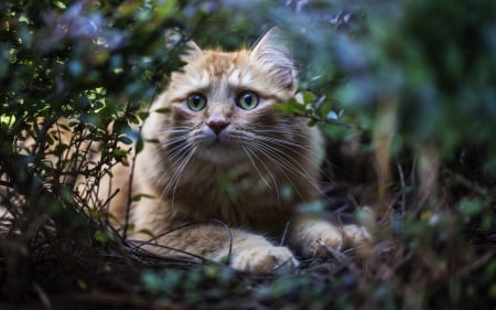 Hope you don't see me! - face, animal, funny, cat, orange, ginger, fluffy, green