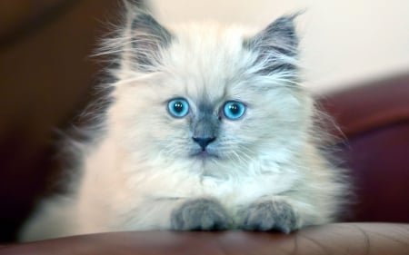 Blue eyed kitty - fluffy, animal, kitten, blue, eyed, cat