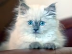 Blue eyed kitty