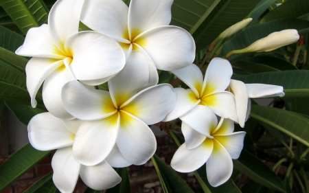 Hawiian Plumeria - white, plumeria, flowers, leaf, blossom, exotic