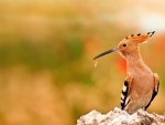 * Hoopoe *