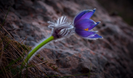 Purple Flower - one, flower, purple, nature