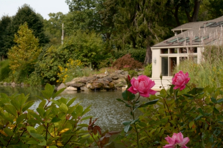 Beautiful Backyard Scene - beautiful backyard scene, beautiful backyard, pink rose, backyard pond, backyard, beautiful house, pond, creek