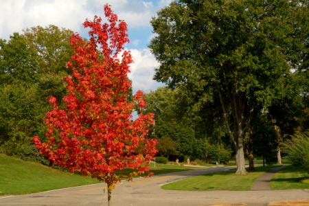 The Autumn Scene - autumn trees, beautiful autumn, scenic autumn, the autumn scene