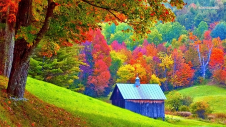 Colorful Autumn Forest - nature, autumn, trees, forests, shed